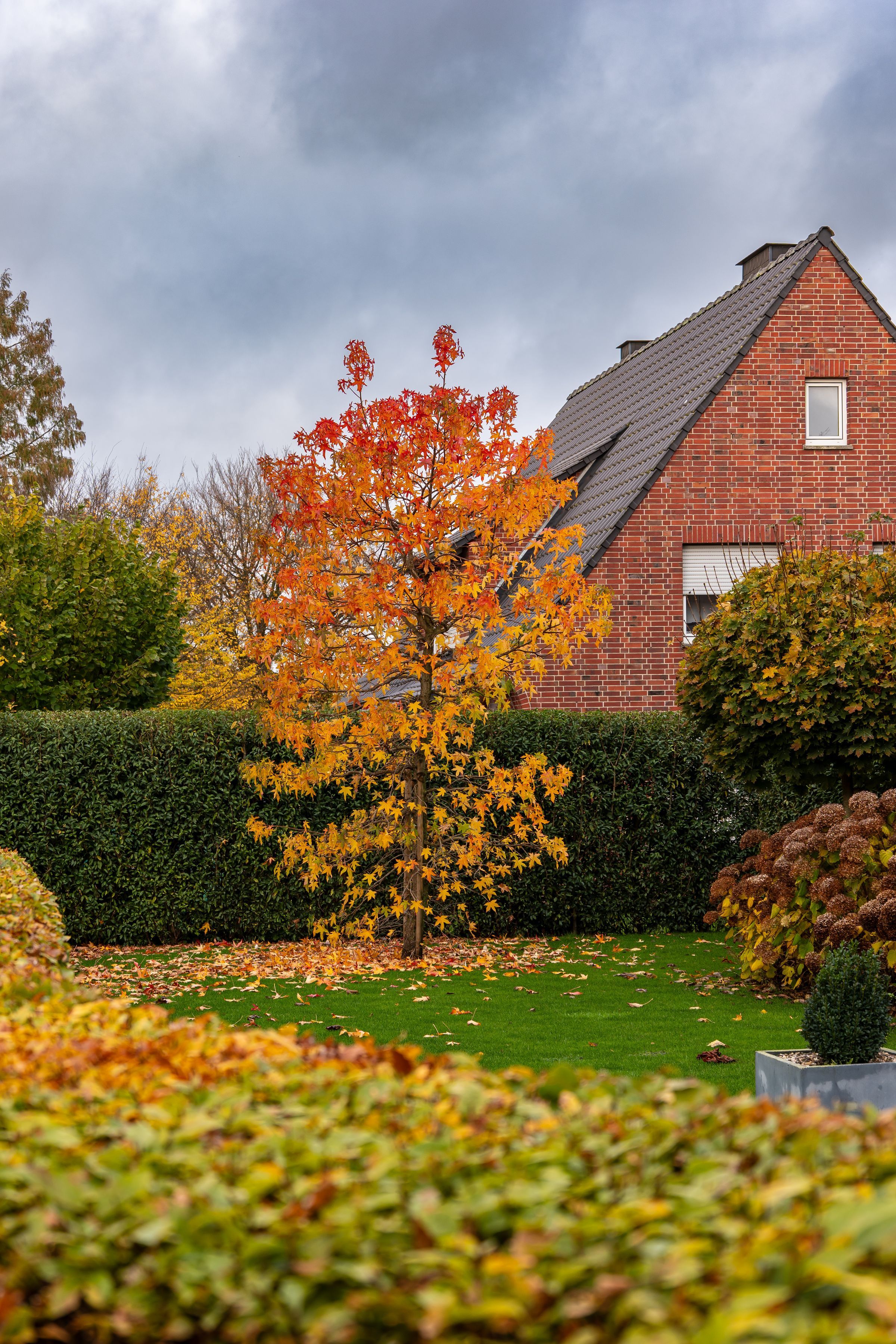 Vorher: Herbstlaub auf einer Rasenfläche im Hausgarten