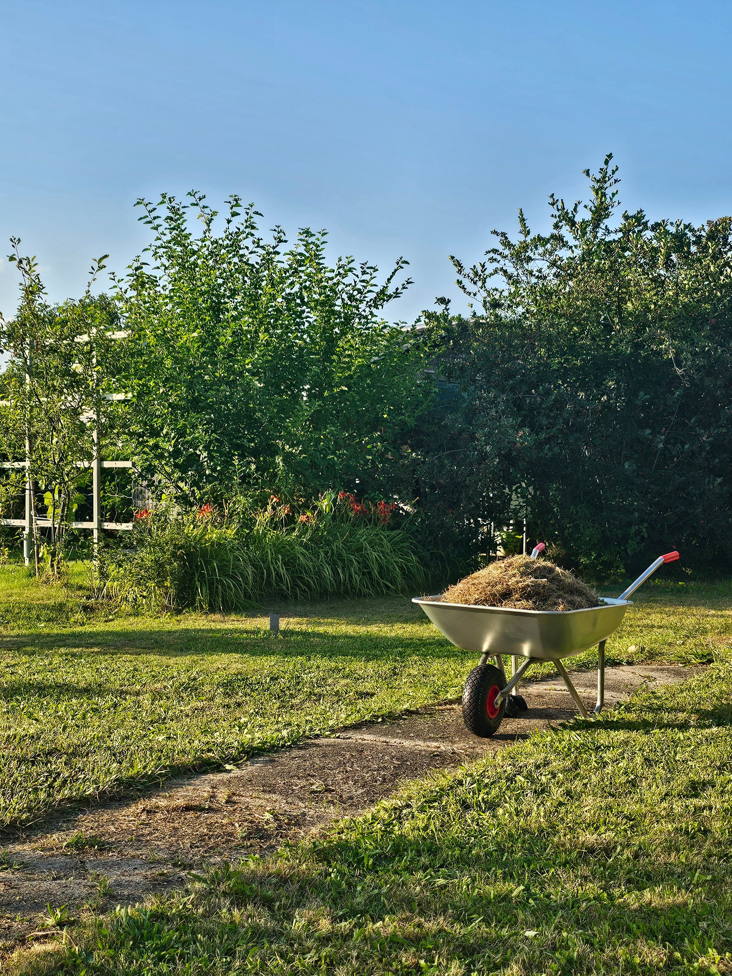 Schubkarre mit Rasenschnitt auf einer Gartenfläche